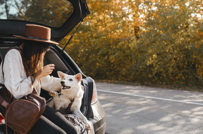 Tips & Tricks for the Best Road Trip with Your Dog